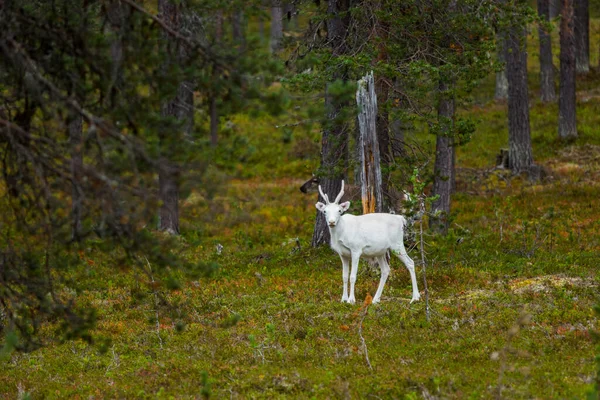 Reindeers Φθινόπωρο Στη Λαπωνία Της Βόρειας Φινλανδίας Ευρώπη — Φωτογραφία Αρχείου