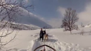 Kuzey Norveç, Lofoten Adaları 'nda köpek kızağı.