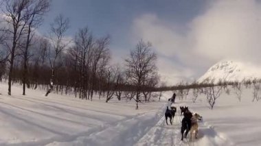 Kuzey Norveç, Lofoten Adaları 'nda köpek kızağı.