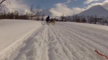 Kuzey Norveç, Lofoten Adaları 'nda köpek kızağı.