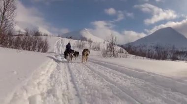 Kuzey Norveç, Lofoten Adaları 'nda köpek kızağı.