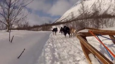 Kuzey Norveç, Lofoten Adaları 'nda köpek kızağı.