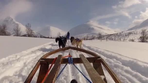 ロフテン島 ノルウェーの犬そり — ストック動画