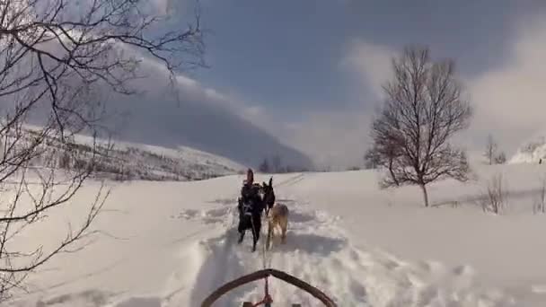 挪威北部Lofoten群岛的狗拉雪橇 — 图库视频影像