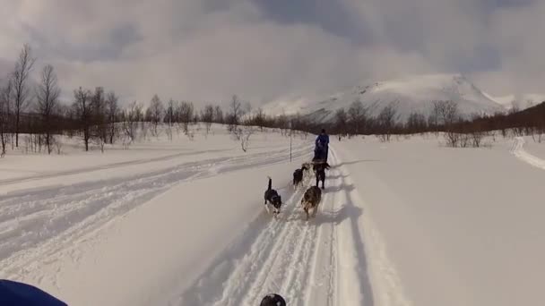 挪威北部Lofoten群岛的狗拉雪橇 — 图库视频影像