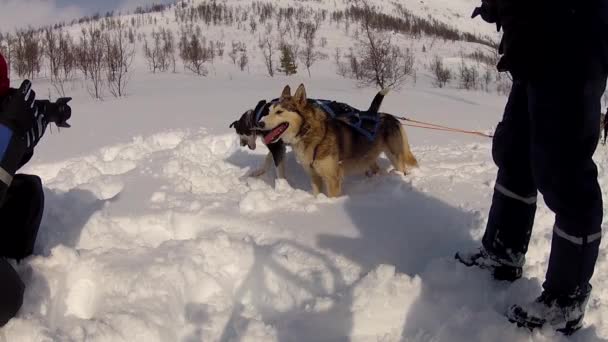 Kuzey Norveç Lofoten Adaları Nda Köpek Kızağı — Stok video