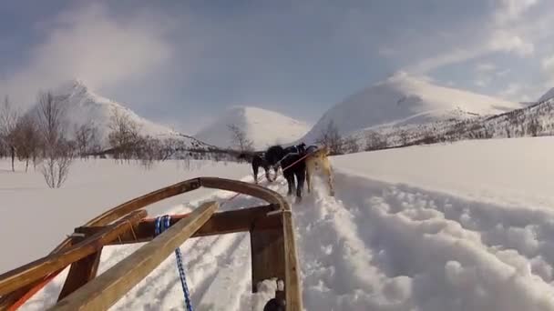 挪威北部Lofoten群岛的狗拉雪橇 — 图库视频影像