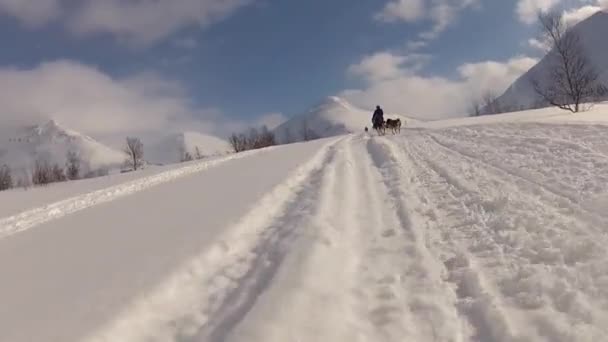 Kutyaszánkó Lofoten Szigeteken Észak Norvégiában — Stock videók