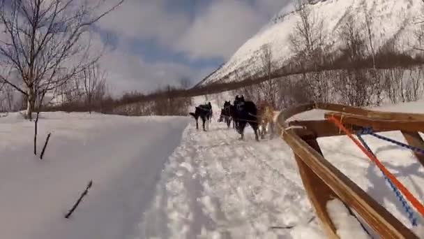 ロフテン島 ノルウェーの犬そり — ストック動画