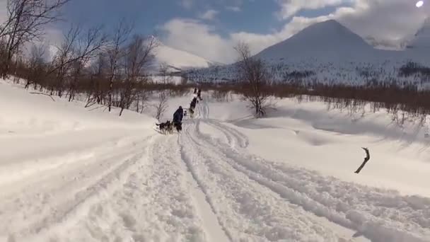 Hondensleeën Lofoten Noord Noorwegen — Stockvideo