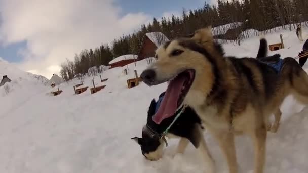 ロフテン島 ノルウェーの犬そり — ストック動画