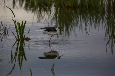 Aiguamolls De L 'Emporda Doğa Koruma Alanında (Himantopus Himantopus) kara kanatlı stilt, İspanya