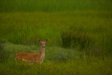 Aiguamolls De L 'Emporda Doğa Koruma Alanındaki Fallow geyiği, İspanya.