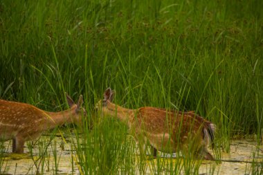 Aiguamolls De L 'Emporda Doğa Koruma Alanındaki Fallow geyiği, İspanya.