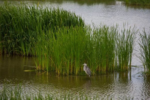 Velká Sláva Přírodní Rezervaci Aiguamolls Emporda Španělsko — Stock fotografie