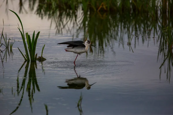 Černá Okřídlená Chůda Himantopus Himantopus Přírodní Rezervaci Aiguamolls Emporda Španělsko — Stock fotografie