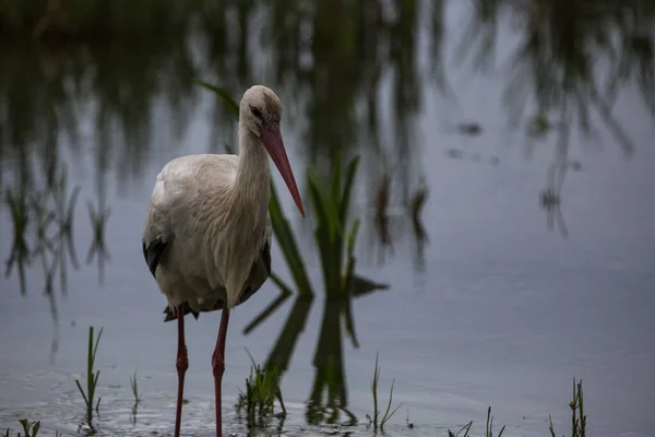 Les Cigognes Printemps Aiguamolls Réserve Naturelle Emporda Espagne — Photo