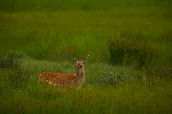 Herten Aiguamolls Emporda Natuurreservaat Spanje — Stockfoto