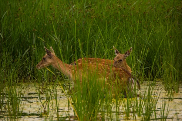 Rådjur Aiguamolls Emporda Naturreservat Spanien — Stockfoto