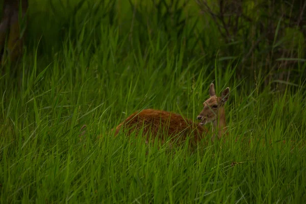 Cervos Aiguamolls Emporda Nature Reserve Espanha — Fotografia de Stock