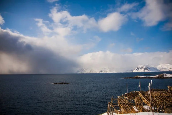 Dread Salted Cod Lofoten Islands Northern Norway — Foto de Stock
