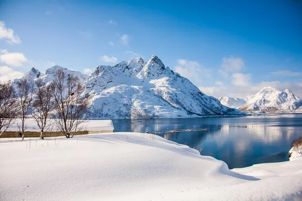 Tél Lofoten Szigeteken Észak Norvégia — Stock Fotó