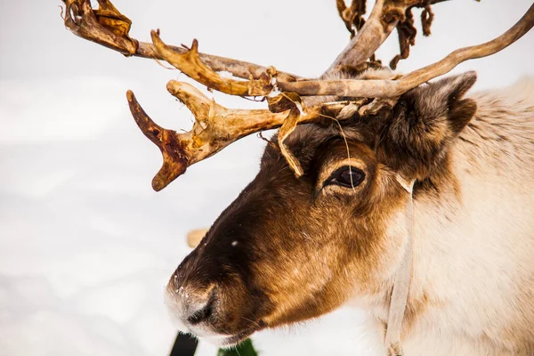 挪威北部Lofoten群岛的驯鹿 — 图库照片
