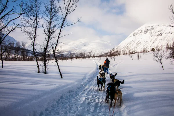 Traîneau Chiens Dans Les Îles Lofoten Norvège Nord — Photo