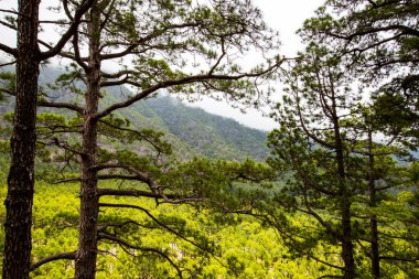 Cumprecita, Caldera De Taburiente, La Palma Adası, Kanarya Adaları, İspanya