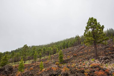 Caldera de Taburiente 'de yanmış orman, La Palma Adası, Kanarya Adaları, İspanya