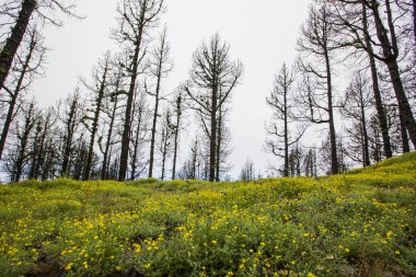 Caldera de Taburiente 'de yanmış orman, La Palma Adası, Kanarya Adaları, İspanya