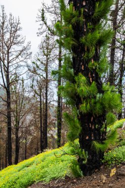 Caldera de Taburiente 'de yanmış orman, La Palma Adası, Kanarya Adaları, İspanya