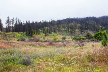Caldera de Taburiente 'de yanmış orman, La Palma Adası, Kanarya Adaları, İspanya