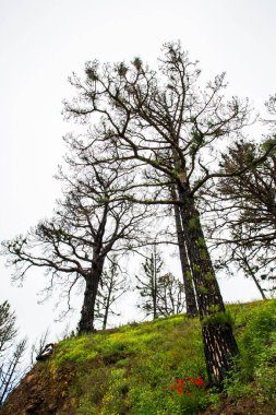 Caldera de Taburiente 'de yanmış orman, La Palma Adası, Kanarya Adaları, İspanya