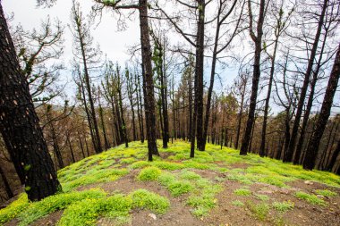 Caldera de Taburiente 'de yanmış orman, La Palma Adası, Kanarya Adaları, İspanya