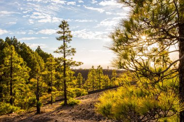 Llano del Jable 'da bahar günbatımı, La Palma Adası, Kanarya Adaları, İspanya.