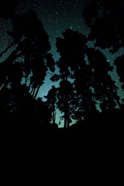 Samanyolu El Pilar Ormanı, La Palma Adası, Kanarya Adaları, İspanya.