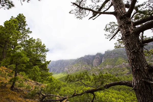 Spring Cumprecita Caldera Taburiente Palma Island Canary Islands Spain — Stock Photo, Image