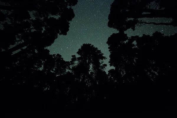 Voie Lactée Dans Forêt Pilar Île Palma Îles Canaries Espagne — Photo