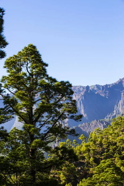 Printemps Cumprecita Caldera Taburiente Île Palma Îles Canaries Espagne — Photo