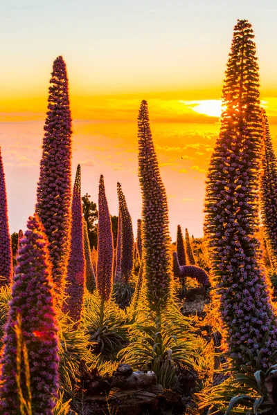 Pôr Sol Entre Tajinastes Caldera Taburiente Palma Island Ilhas Canárias — Fotografia de Stock