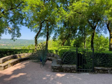 Güzel tavus kuşu tüylerini Fransa 'nın Dordogne, Vezac kentindeki ünlü bir bahçe olan Marqueyssac Bahçelerinde sergiliyor.