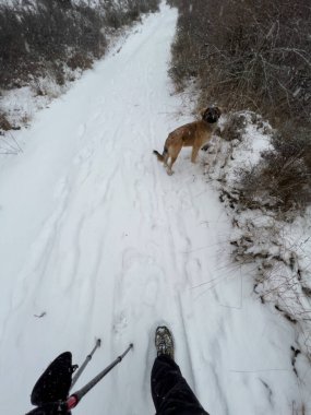 Fransa 'nın Pirenes şehrinde kış boyunca köpeklerle yürüyüş yapan bir kişi.
