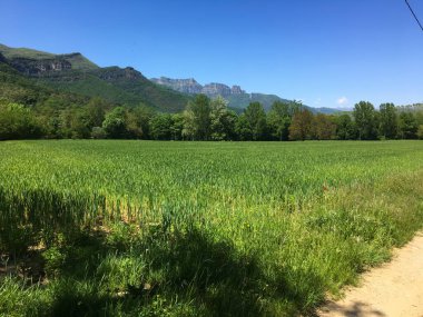Mavi gökyüzünün altında dağlar olan toprak bir yolun yanında büyüyen yeşil ekin tarlası.