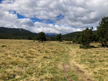 Çam ağaçları ve bulutlu bir gökyüzünün altındaki dağlar ile sonbahar çayırlarında dolanan toprak yol.