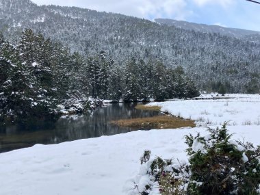 Fransız dağlarında bir nehir boyunca taze karla kaplı çam ağaçları.