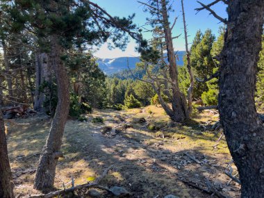 Çam ağaçları açık bir dağ ormanı manzarasını çerçeveliyor berrak bir gökyüzünün altında