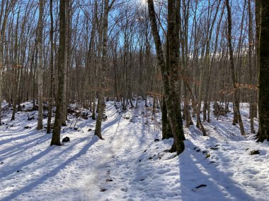 Karla kaplı orman yolu çıplak ağaçlarla güneşli bir kış gününde uzun gölgeler yaratır.