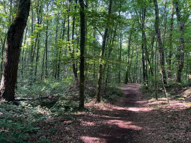 Urbanitzacio 'daki yemyeşil bir ormandan geçen toprak yol Jofresa, Katalonya, İspanya