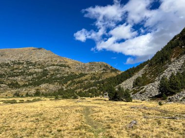 Uçsuz bucaksız dağ manzarasında altın çimenler, dağınık çam ağaçları ve bulutlu parlak mavi bir gökyüzü vardır.
